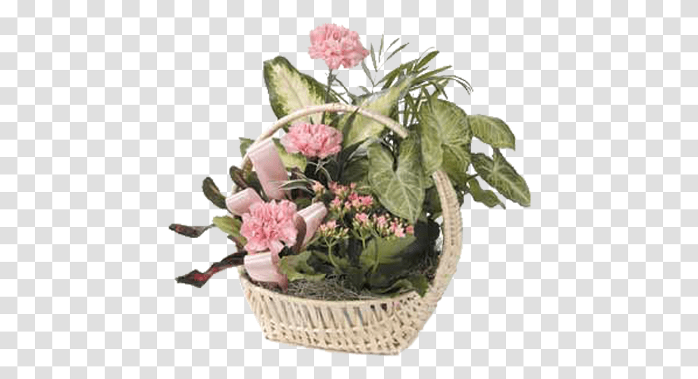 Plant, Flower, Blossom, Flower Arrangement Transparent Png