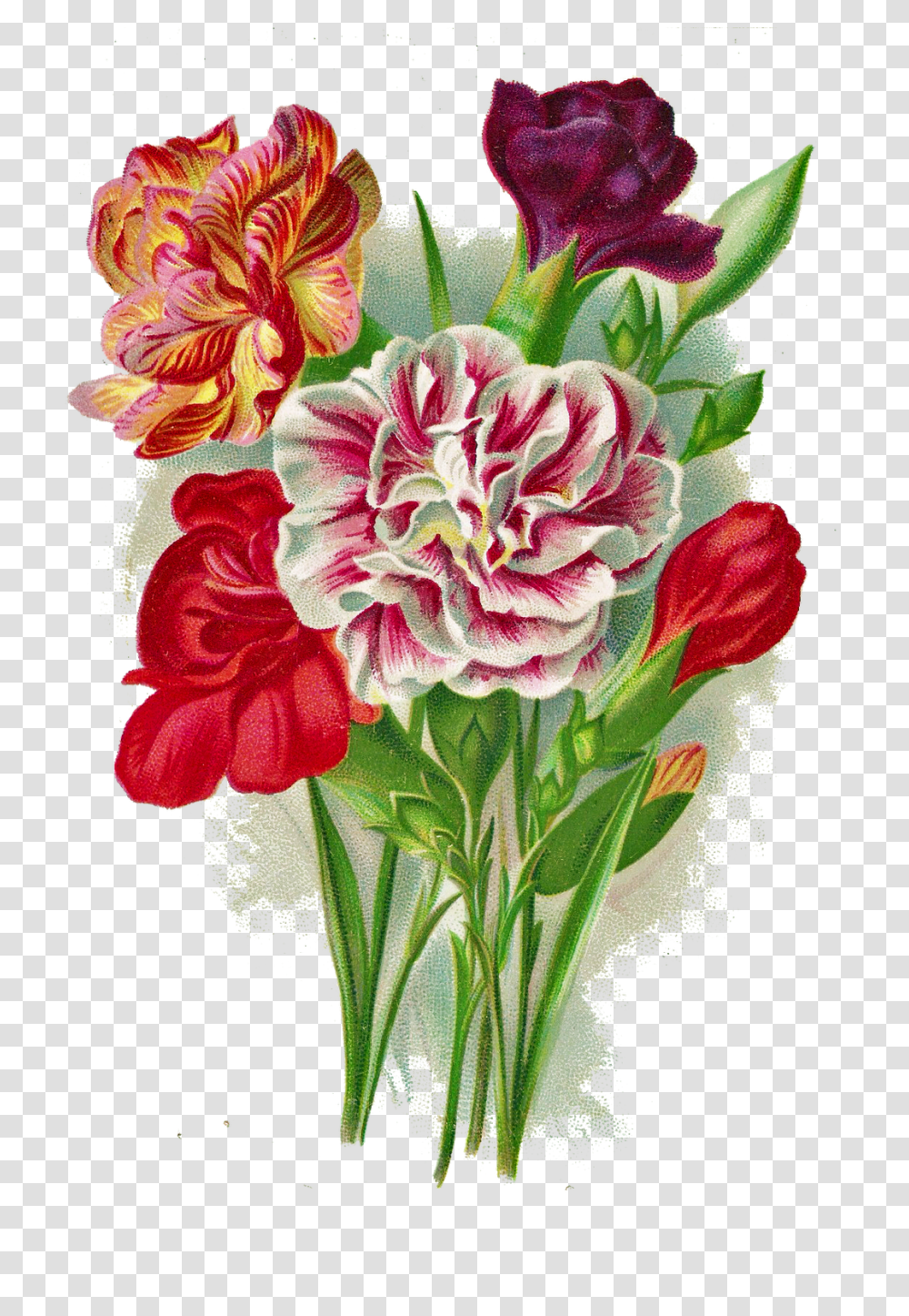 Plant, Flower, Blossom, Flower Arrangement Transparent Png