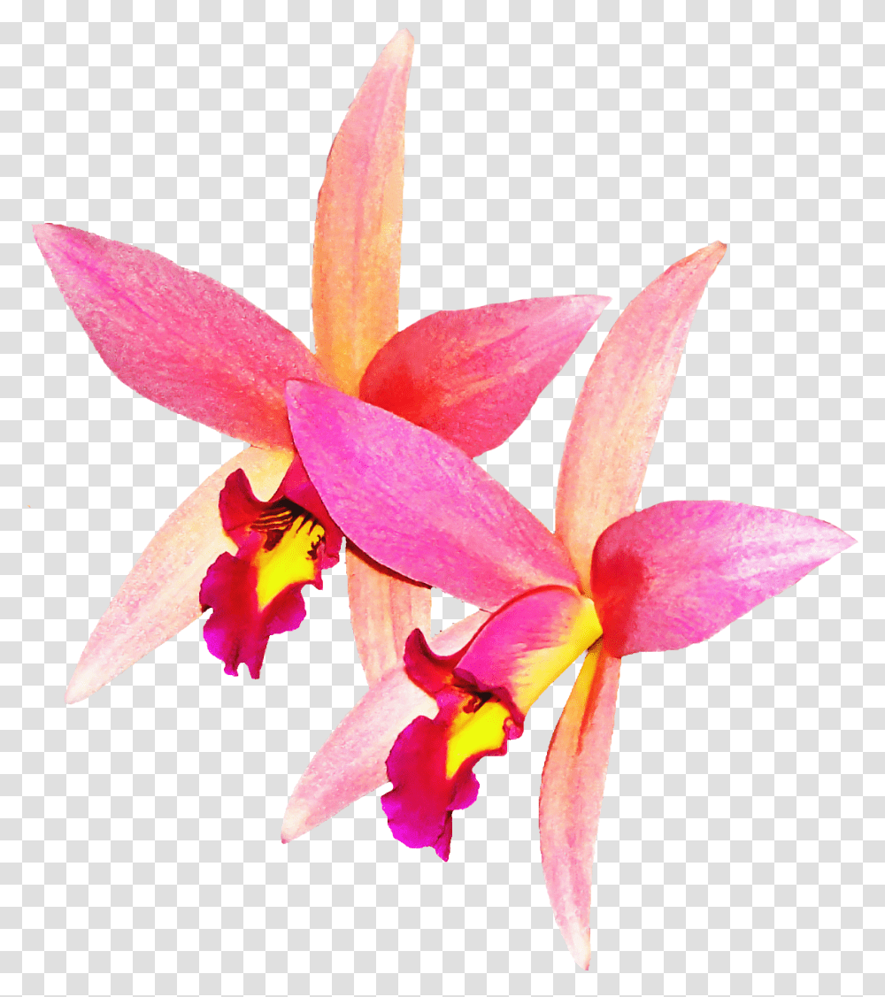 Plant, Flower, Blossom, Orchid Transparent Png