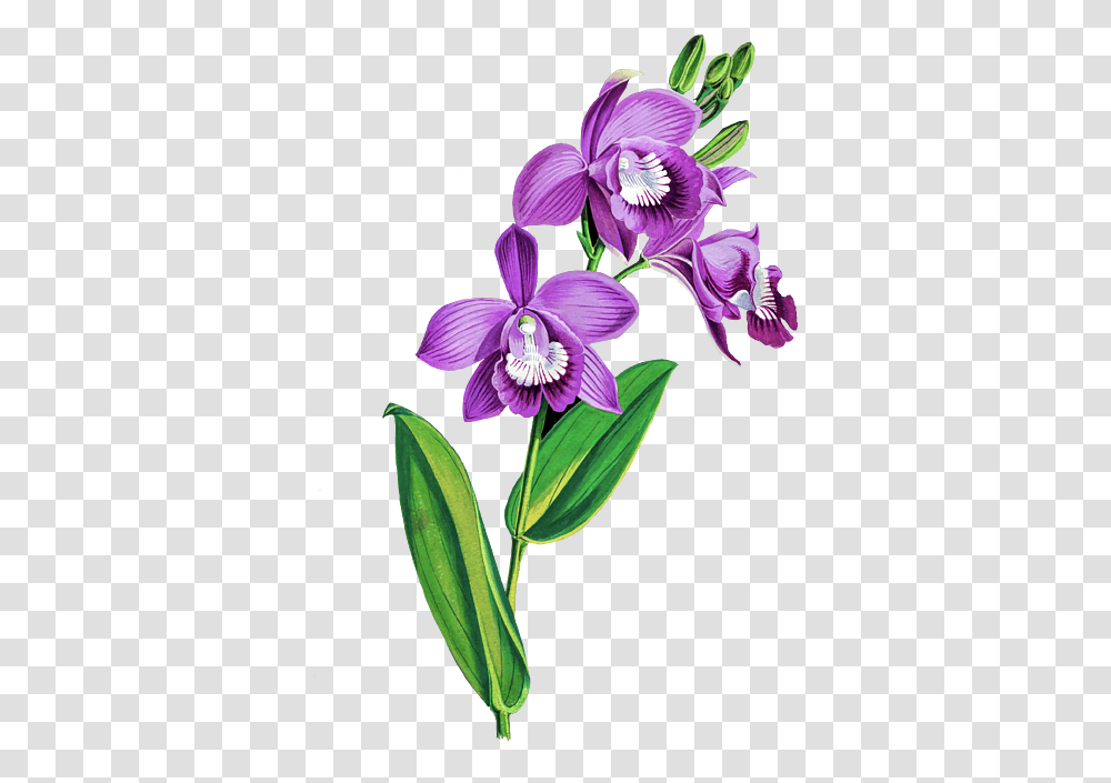 Plant, Flower, Blossom, Orchid Transparent Png