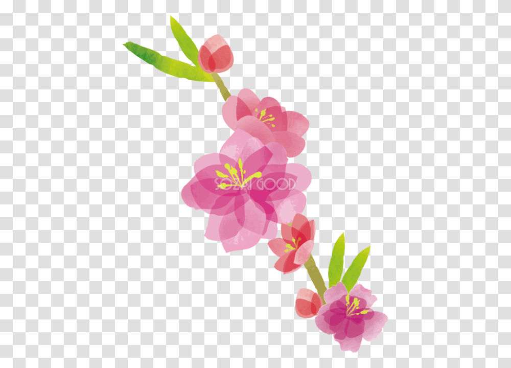 Plant, Flower, Blossom, Orchid Transparent Png