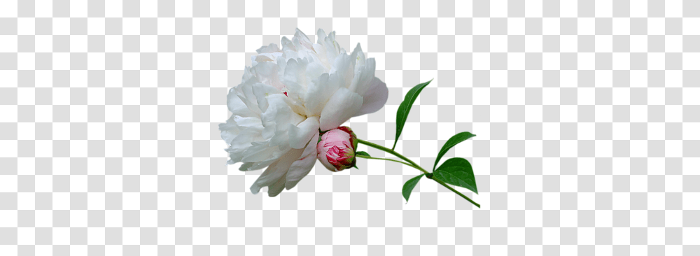 Plant, Flower, Blossom, Peony Transparent Png