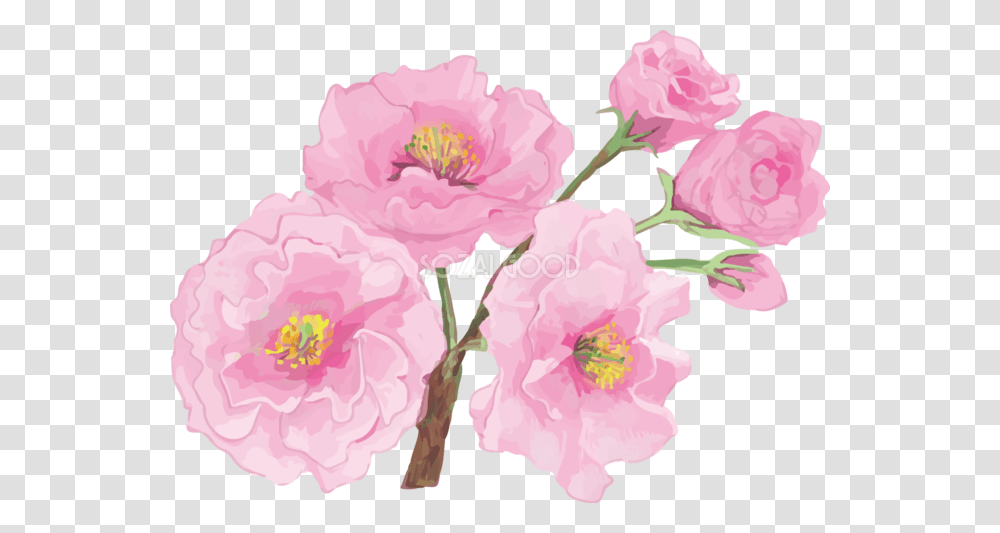 Plant, Flower, Blossom, Peony Transparent Png