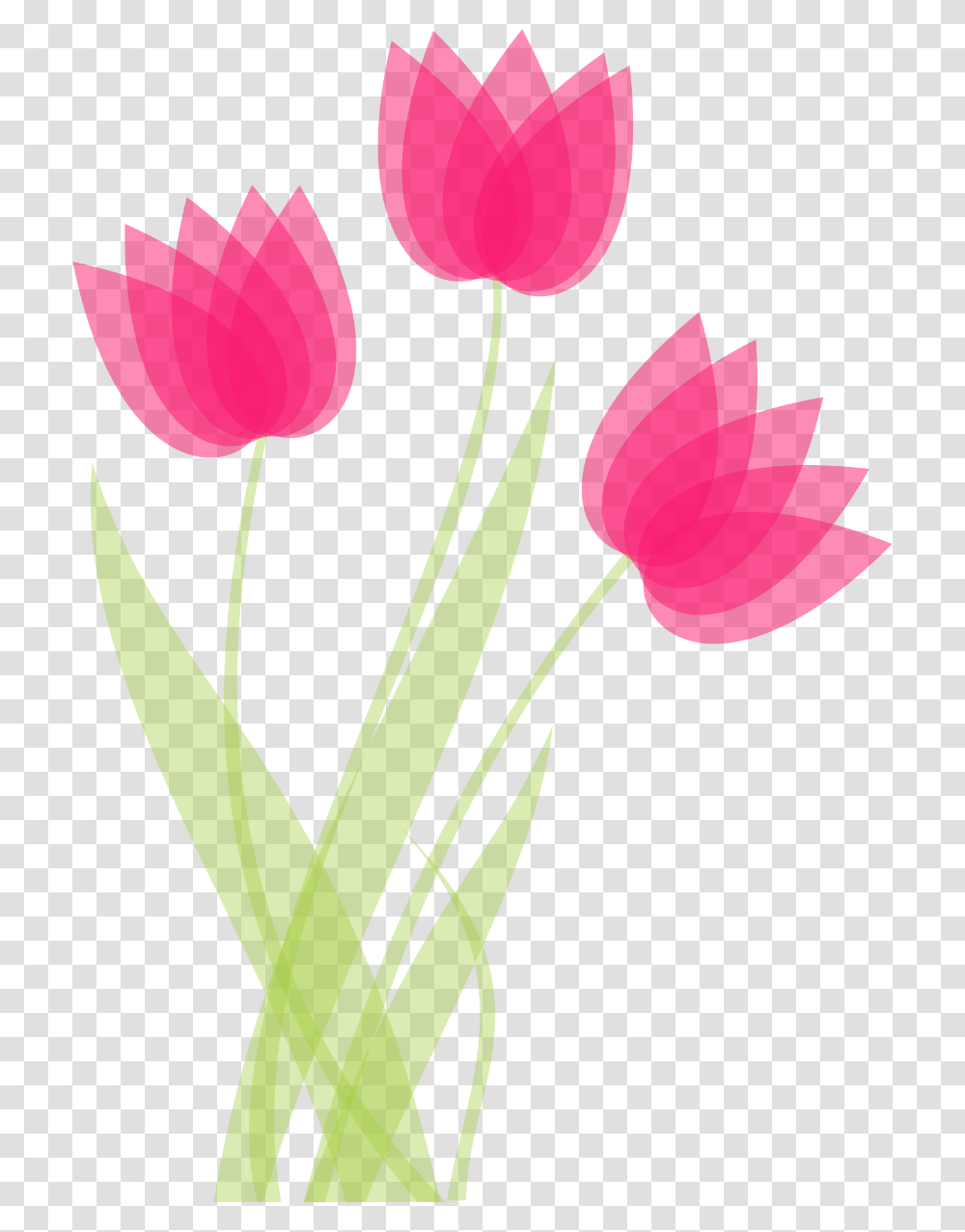 Plant, Flower, Blossom, Petal Transparent Png