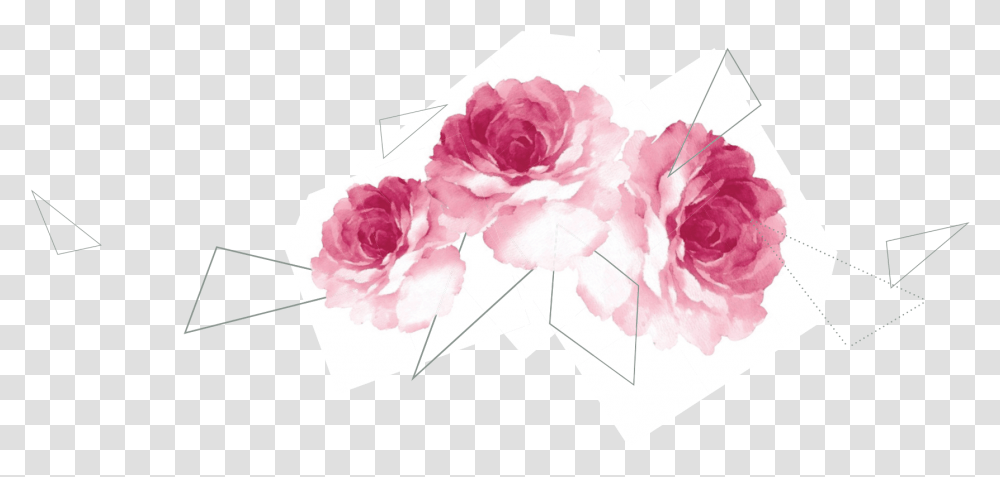 Plant, Flower, Blossom, Petal Transparent Png