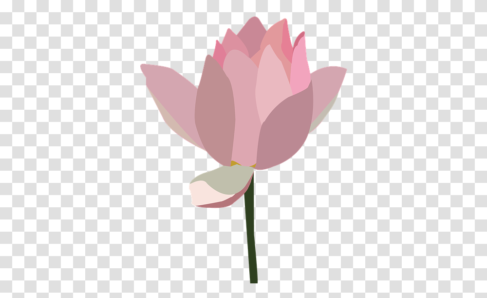 Plant, Flower, Blossom, Petal Transparent Png