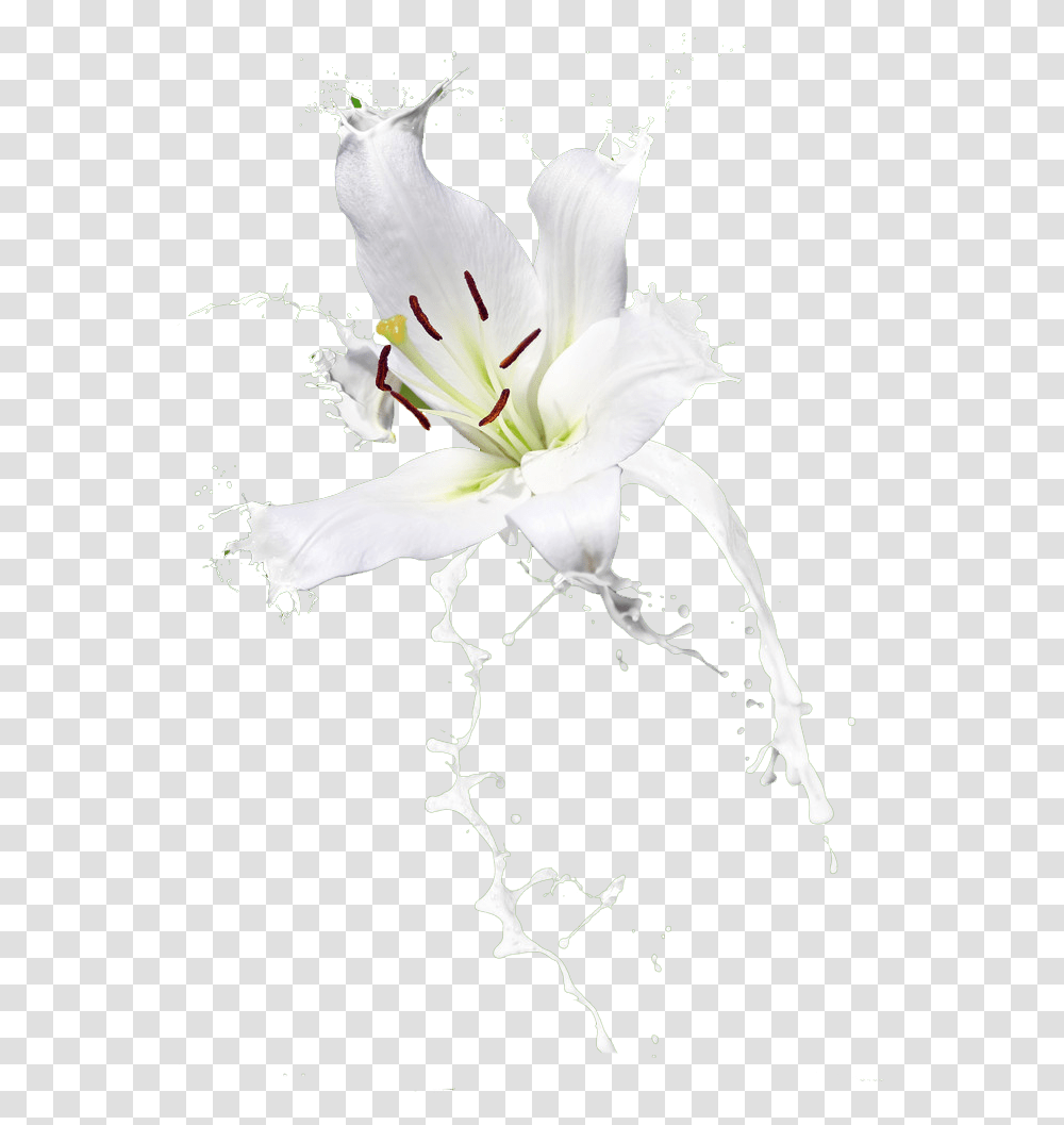 Plant, Flower, Blossom, Pollen Transparent Png