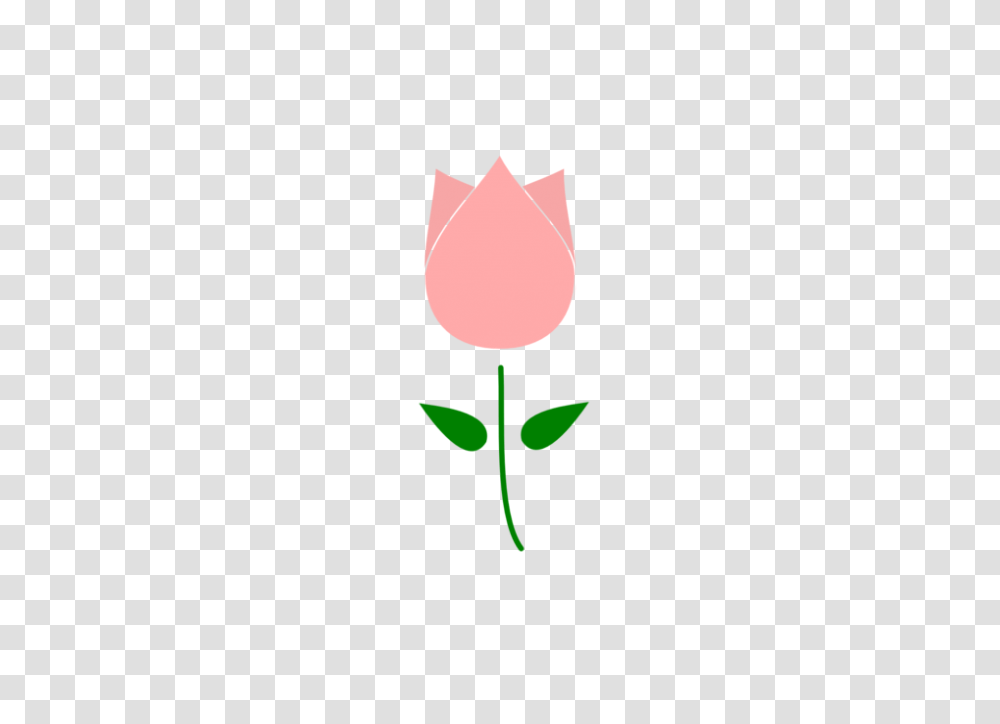 Plant, Flower, Blossom, Rose Transparent Png