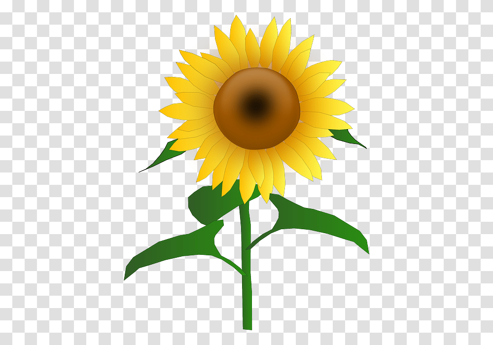 Plant, Flower, Blossom, Sunflower Transparent Png