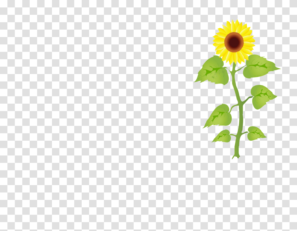 Plant, Flower, Blossom, Sunflower Transparent Png