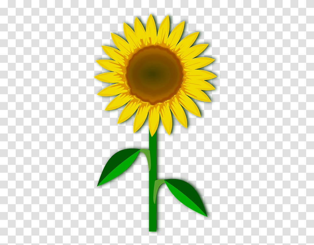 Plant, Flower, Blossom, Sunflower Transparent Png