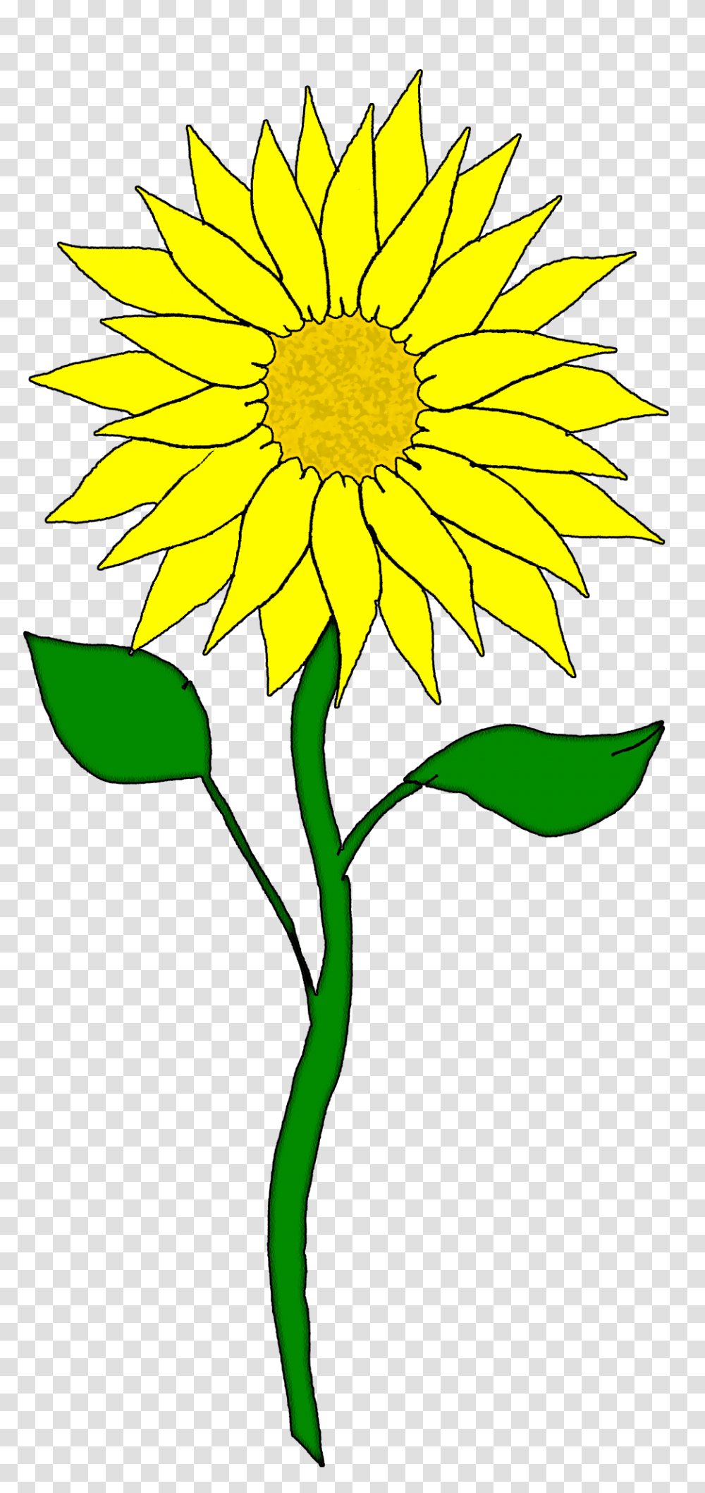 Plant, Flower, Blossom, Sunflower Transparent Png