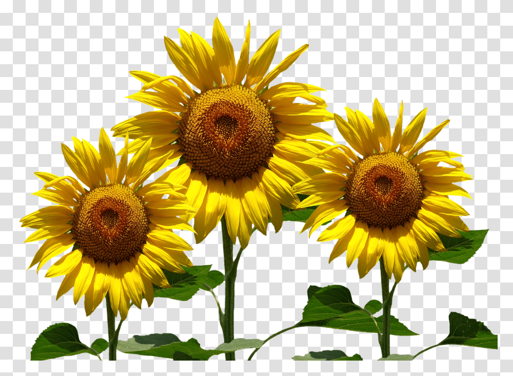 Plant, Flower, Blossom, Sunflower Transparent Png