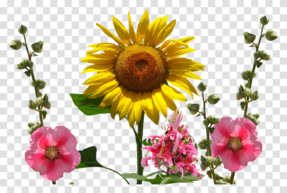 Plant, Flower, Blossom, Sunflower Transparent Png