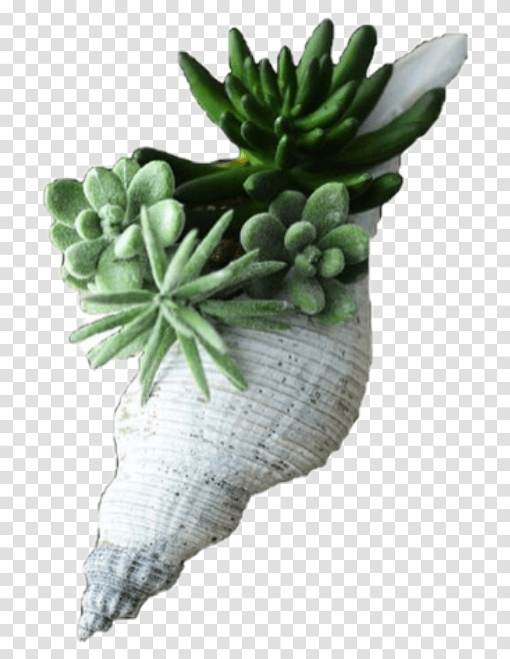 Plant Flower Green Filler Pngs Seashell Succulent In A Shell, Invertebrate, Animal, Sea Life Transparent Png