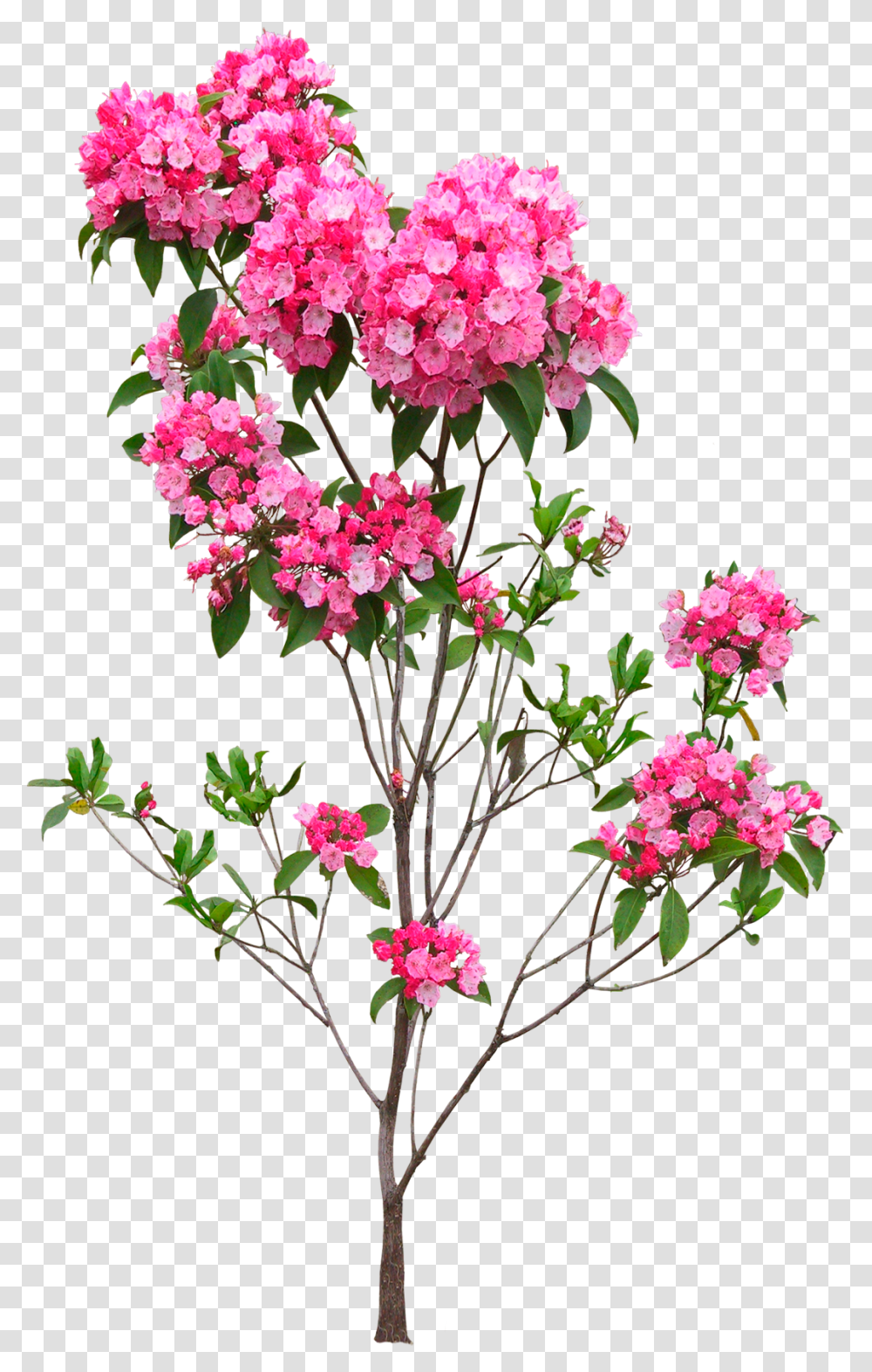 Plant Flower Indoor Flower Plant, Blossom, Ikebana, Art, Vase Transparent Png