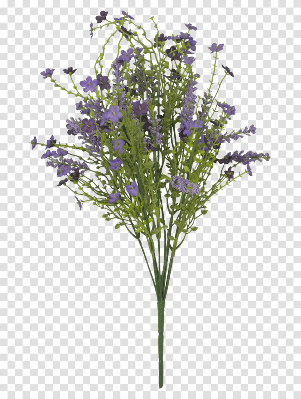 Plant, Flower, Lavender, Flower Arrangement Transparent Png