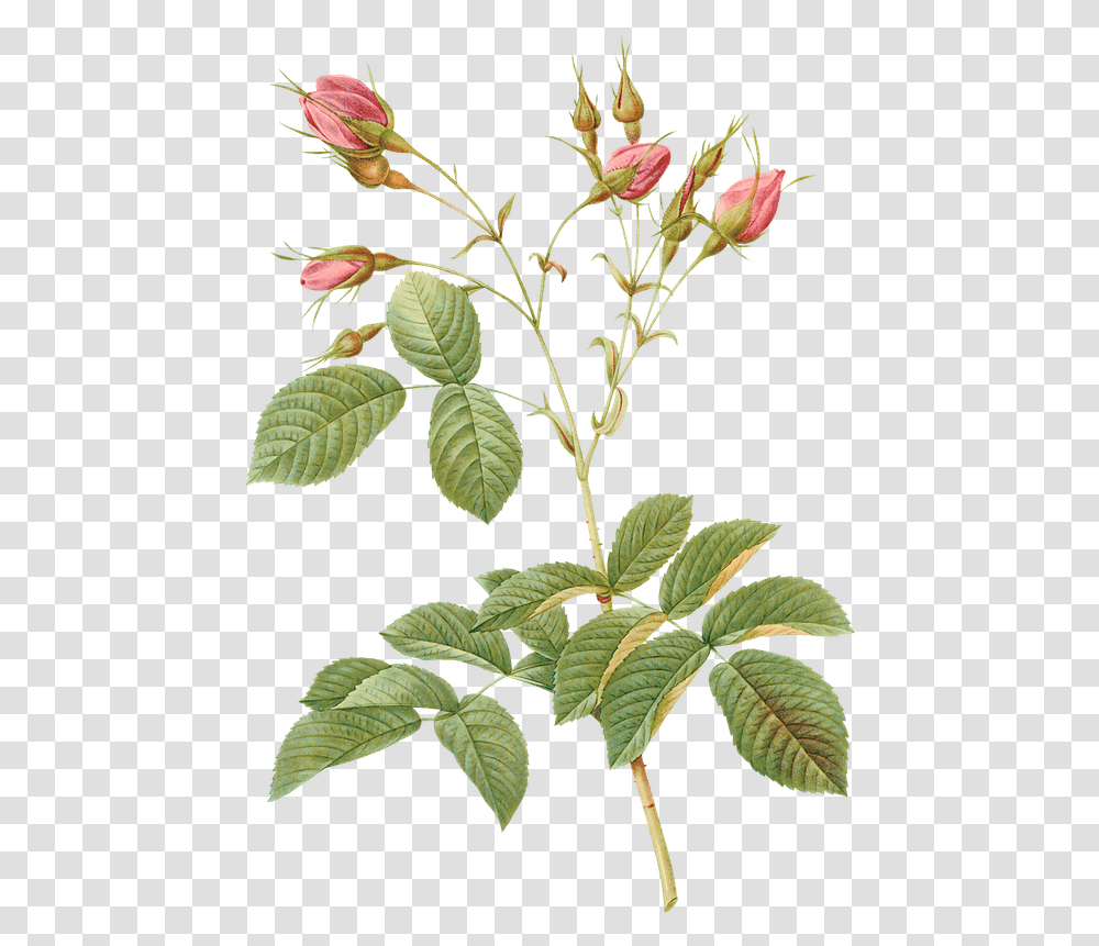 Plant Flower Rose Watercolor Roses Vintage Frame Floral, Acanthaceae, Blossom, Leaf, Annonaceae Transparent Png