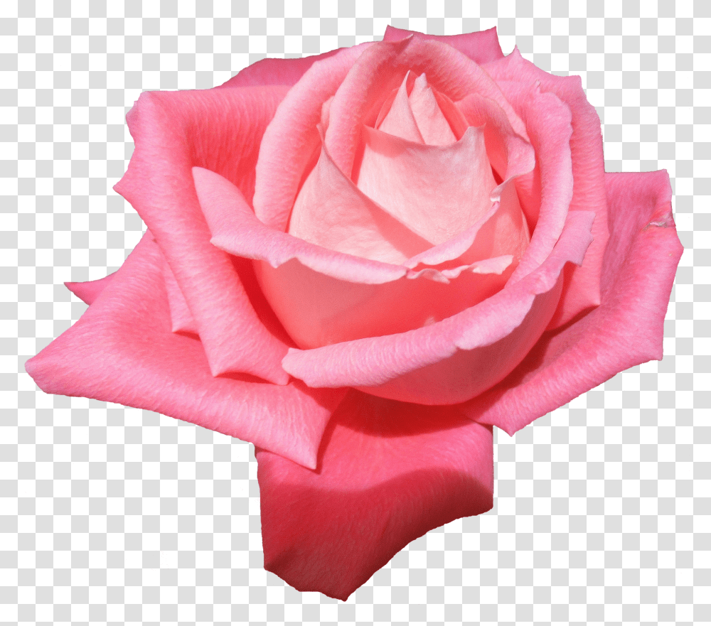 Plant Flower Rose Without A Rosen Ohne Hintergrund Transparent Png
