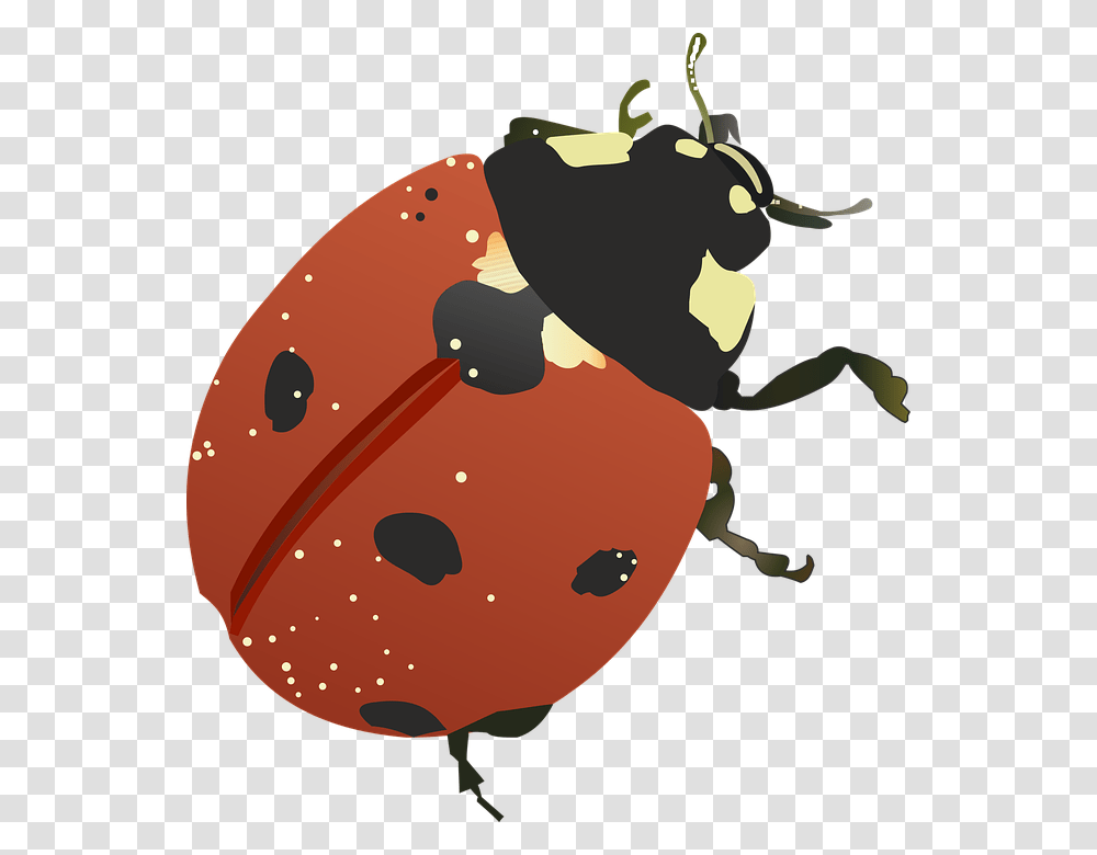 Plant, Food, Produce, Insect Transparent Png