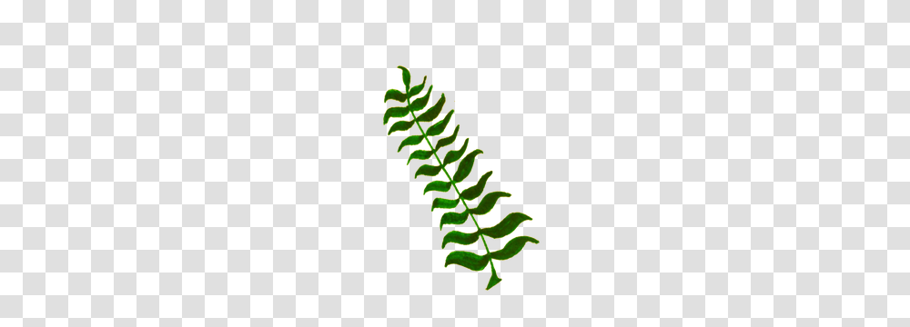 Plant Free Clipart, Fern, Spiral, Coil Transparent Png