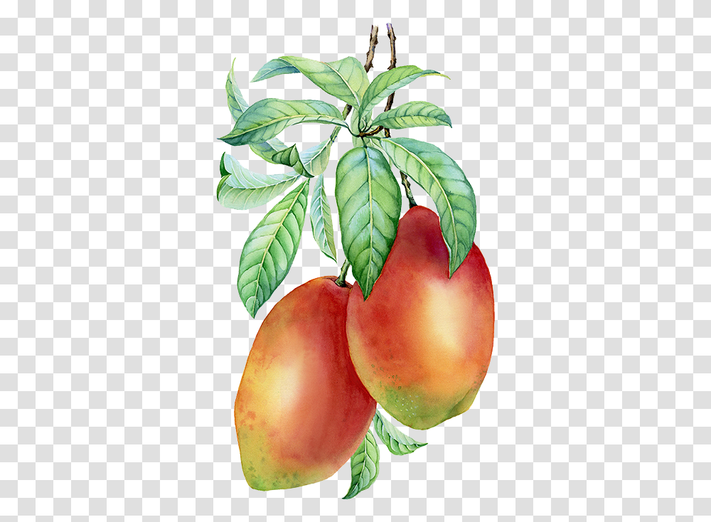 Plant, Fruit, Food, Peach Transparent Png