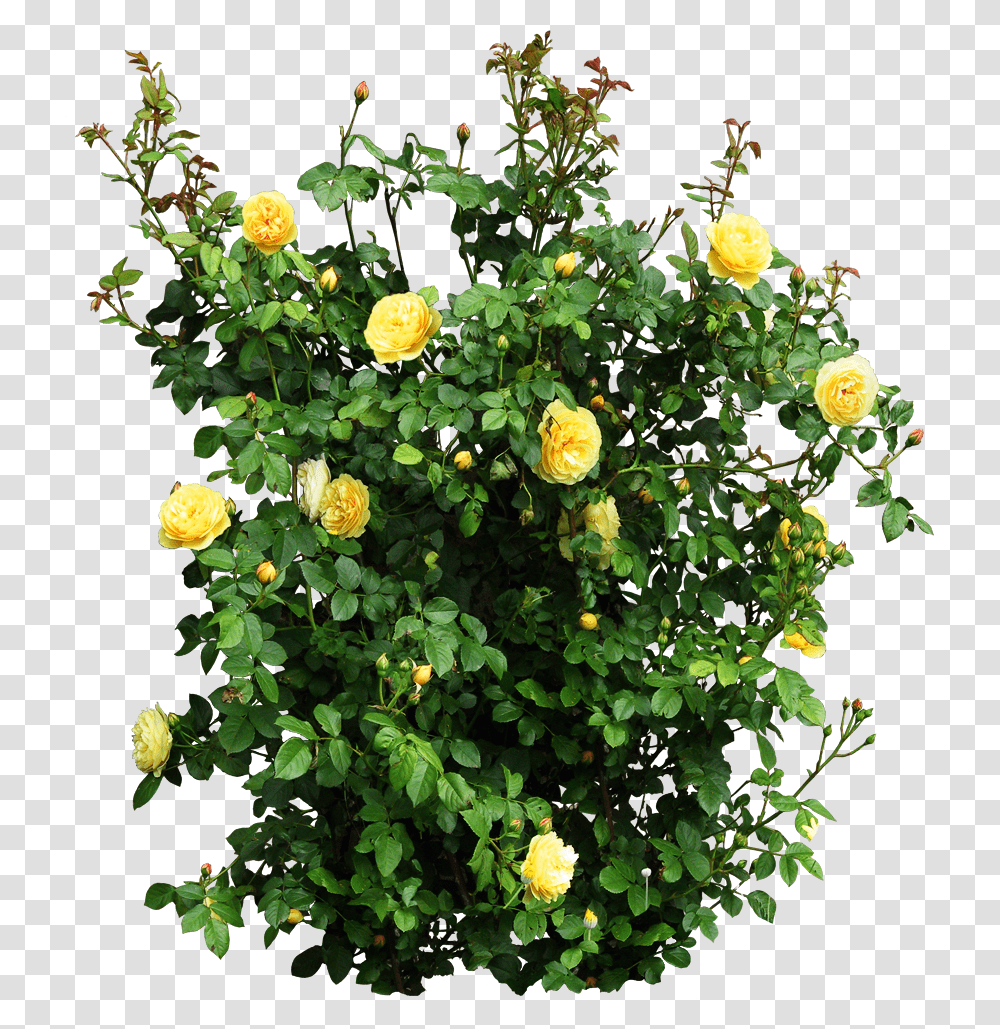Plant Garden Roses Flower Shrub Yellow Rose Bush, Potted Plant, Vase, Jar, Pottery Transparent Png