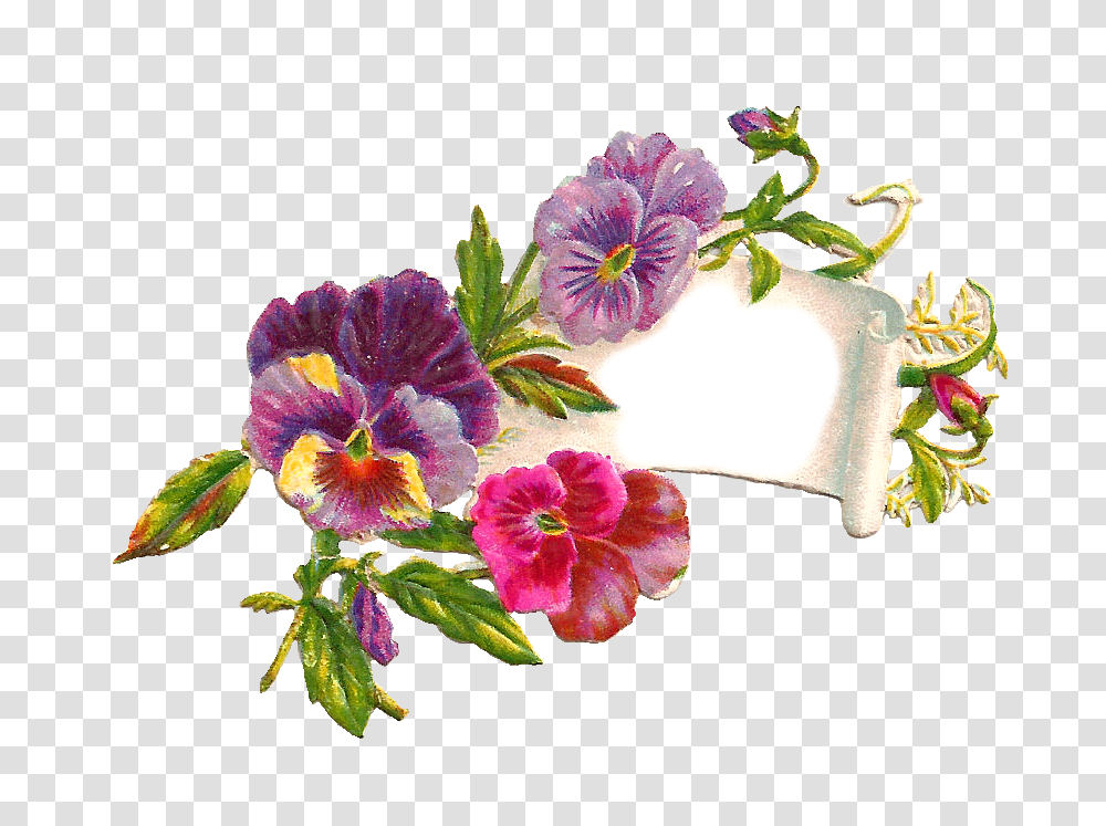 Plant, Geranium, Flower, Petal Transparent Png