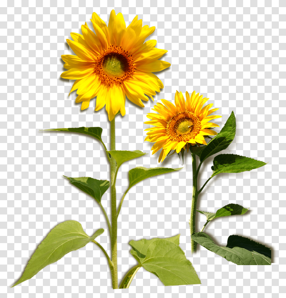 Plant Girasol Clipart Leaf Of Sunflower Plant, Blossom, Daisy, Daisies Transparent Png