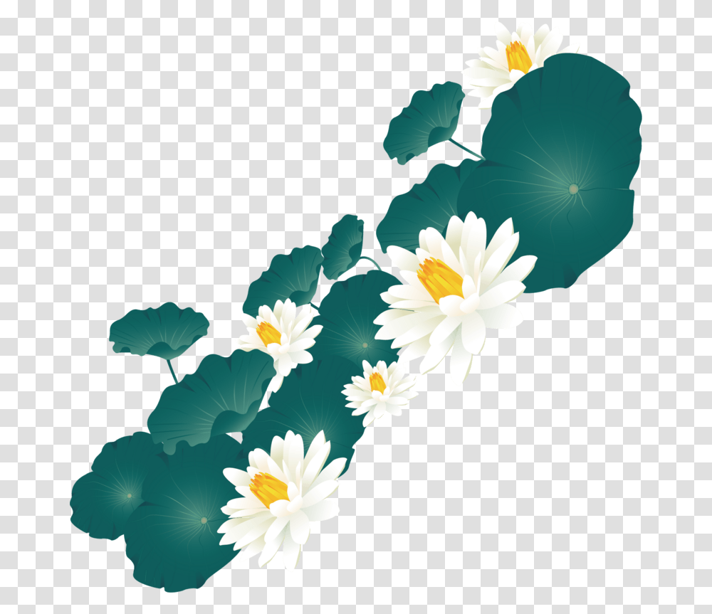 Plant, Daisy Transparent Png