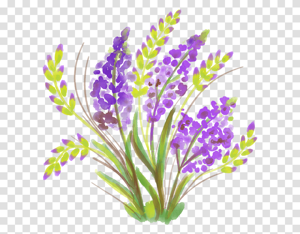 Plant, Floral Design Transparent Png