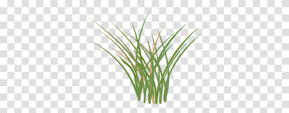 Plant, Grass, Flower, Petal Transparent Png
