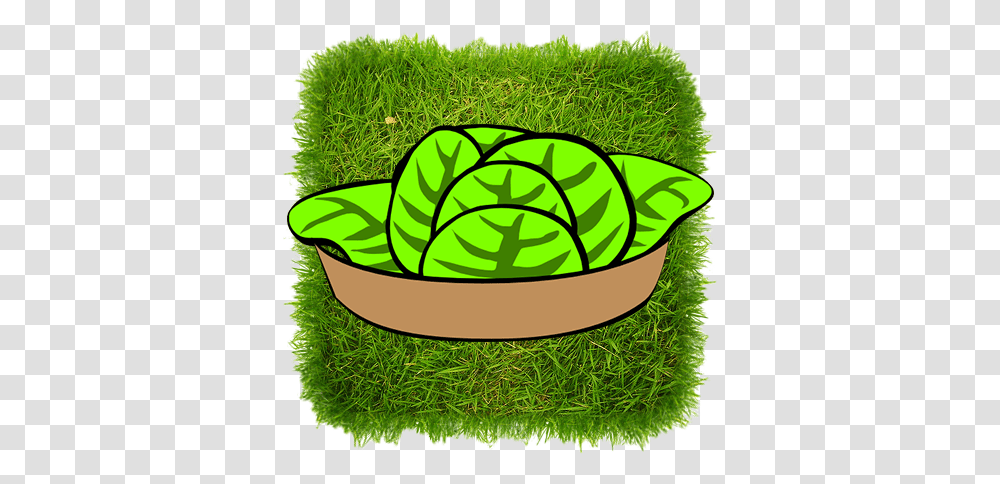 Plant, Grass, Moss, Green Transparent Png