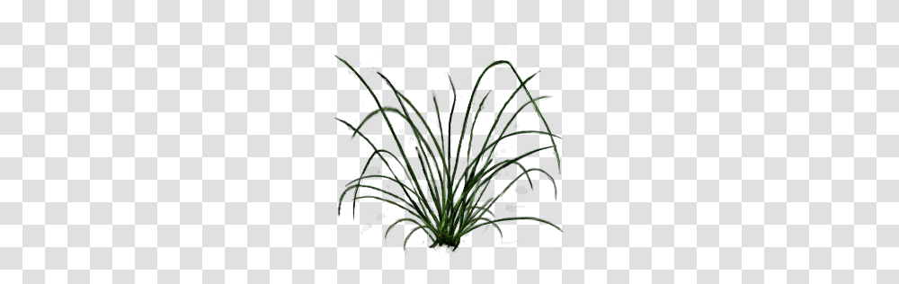 Plant, Grass, Vegetation, Lawn Transparent Png