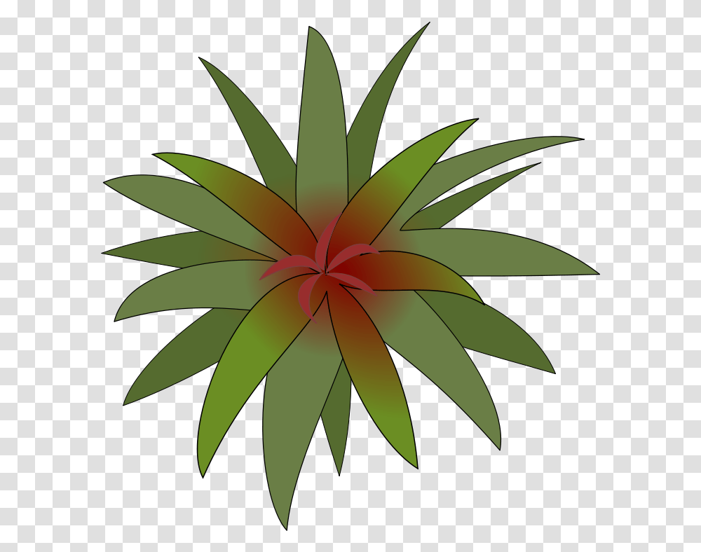 Plant Great Interior Bromelia, Aloe, Vegetation, Leaf, Flower Transparent Png