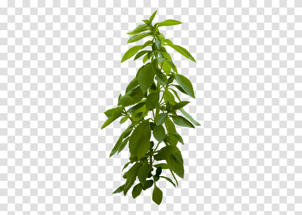Plant Green Leaves Leaf Spring Summer Nature Portable Network Graphics, Acanthaceae, Flower, Blossom, Potted Plant Transparent Png