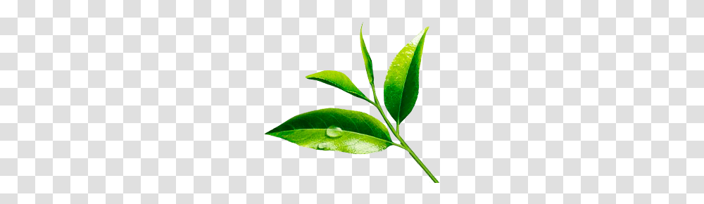 Plant, Green Tea, Beverage, Vase Transparent Png