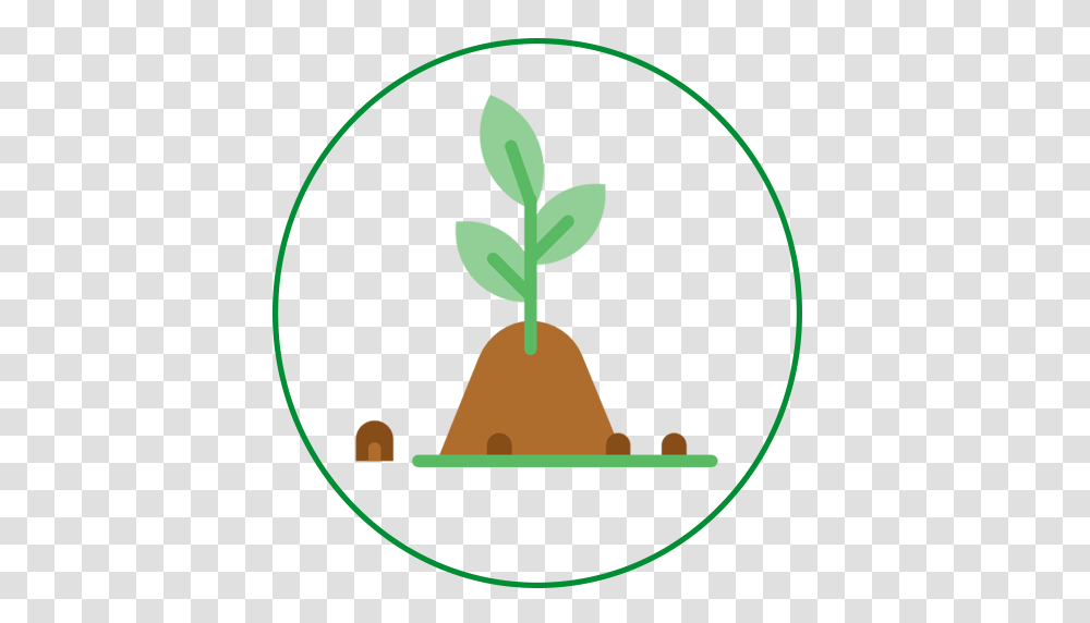 Plant, Green, Potted Plant Transparent Png