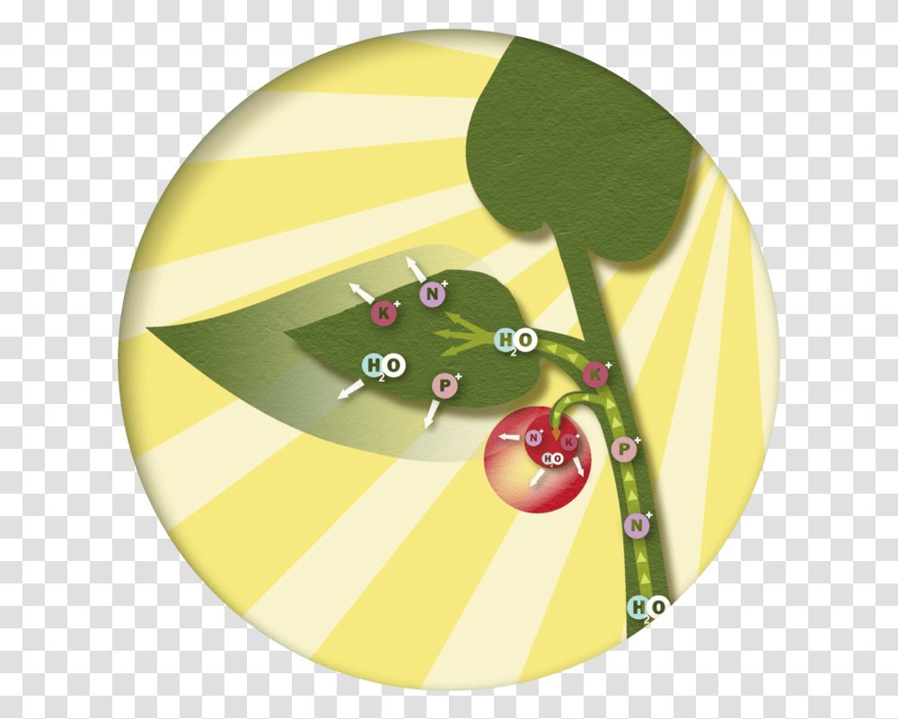 Plant Growth Circle Cartoon Jingfm Circle, Text, Logo, Symbol, Food Transparent Png
