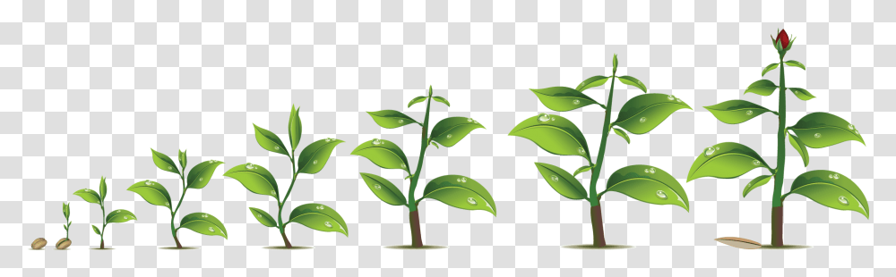 Plant Growth Download Plant Growth, Leaf, Sprout, Green, Tree Transparent Png