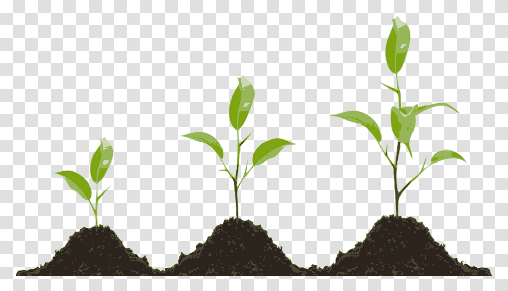 Plant Growth Growing Plant, Field, Outdoors, Vegetation, Sprout Transparent Png