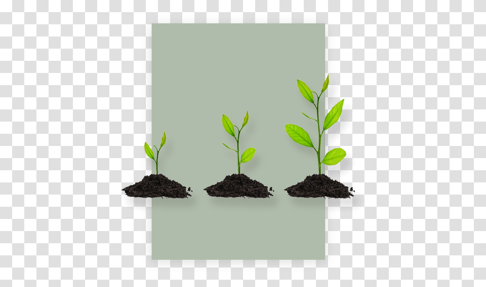 Plant Growth Products Houseplant, Leaf, Soil, Sprout, Flower Transparent Png