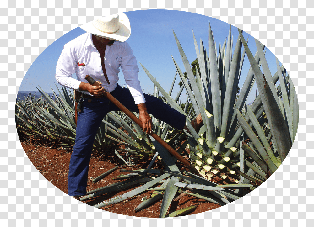 Plant Harvest Mexico Tequila Agave, Person, Human, Aloe, Hat Transparent Png
