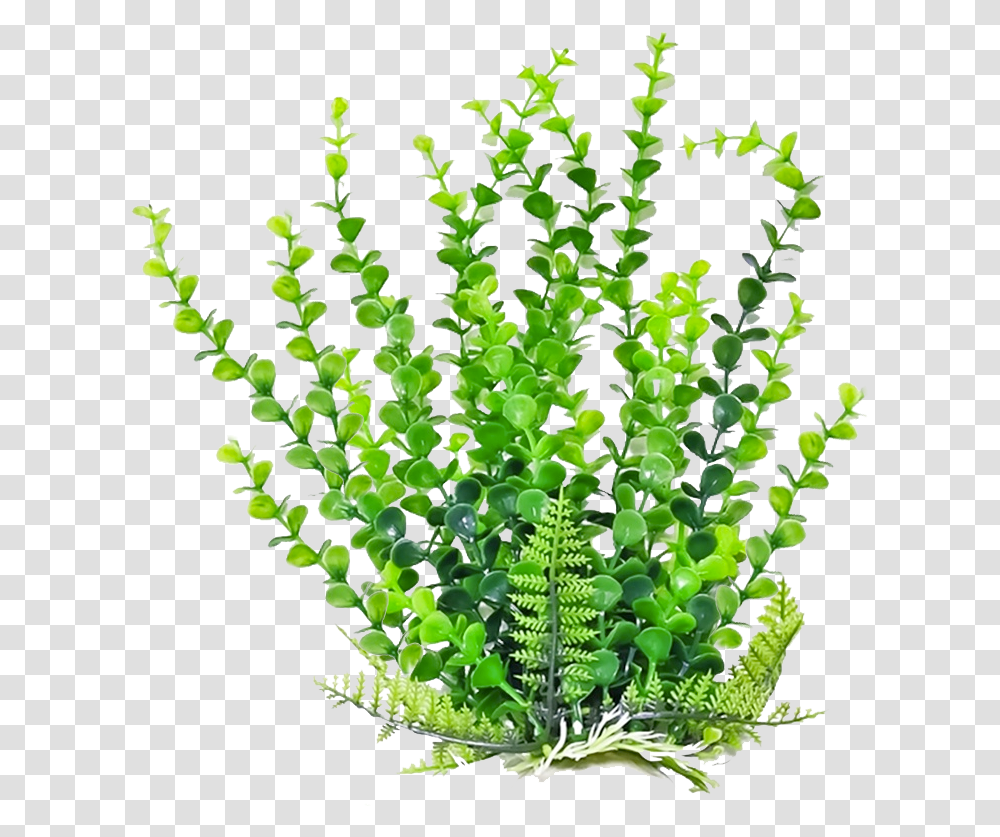 Plant Hd 6 Image Aquatic Plants, Fern, Leaf, Pattern, Flower Transparent Png