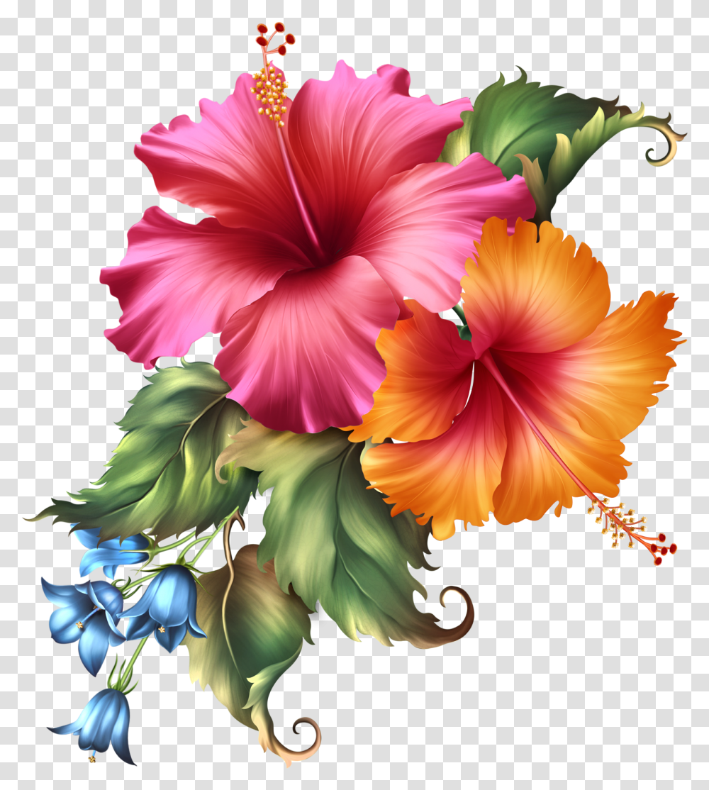Plant, Hibiscus, Flower, Blossom Transparent Png