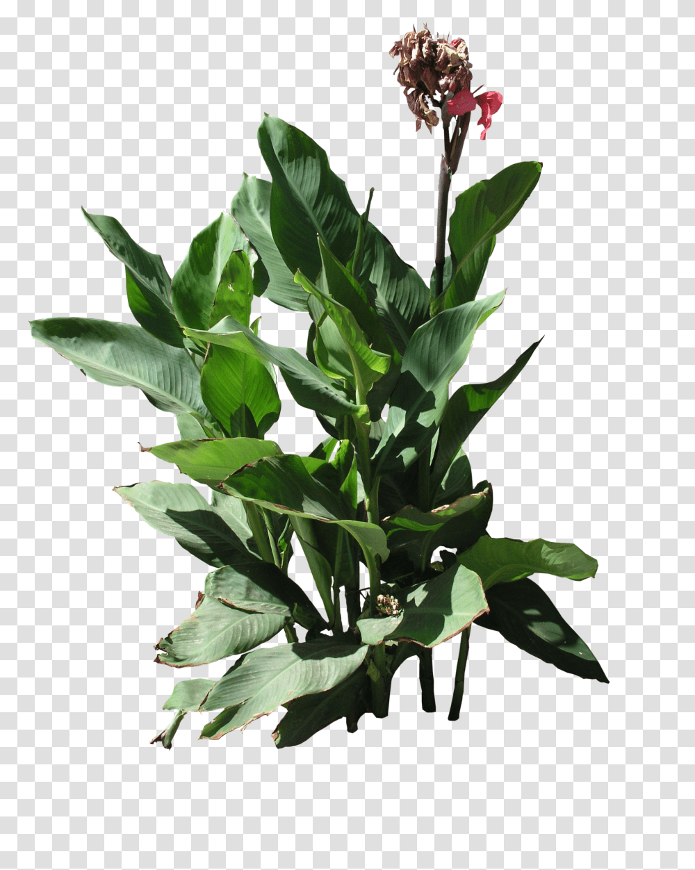 Plant High Quality, Leaf, Flower, Acanthaceae, Potted Plant Transparent Png