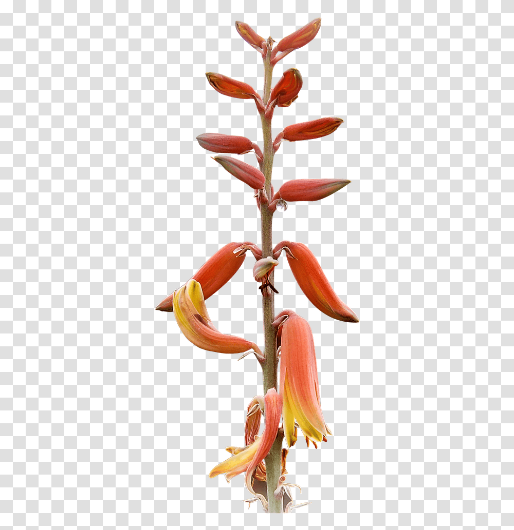 Plant High Resolution Free Photo Heliconia, Flower, Blossom, Acanthaceae, Fungus Transparent Png