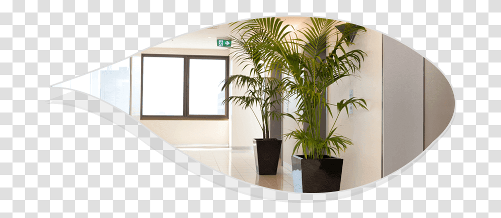 Plant Hire Services Best Indoor Plants For Office, Interior Design, Indoors, Bamboo, Housing Transparent Png