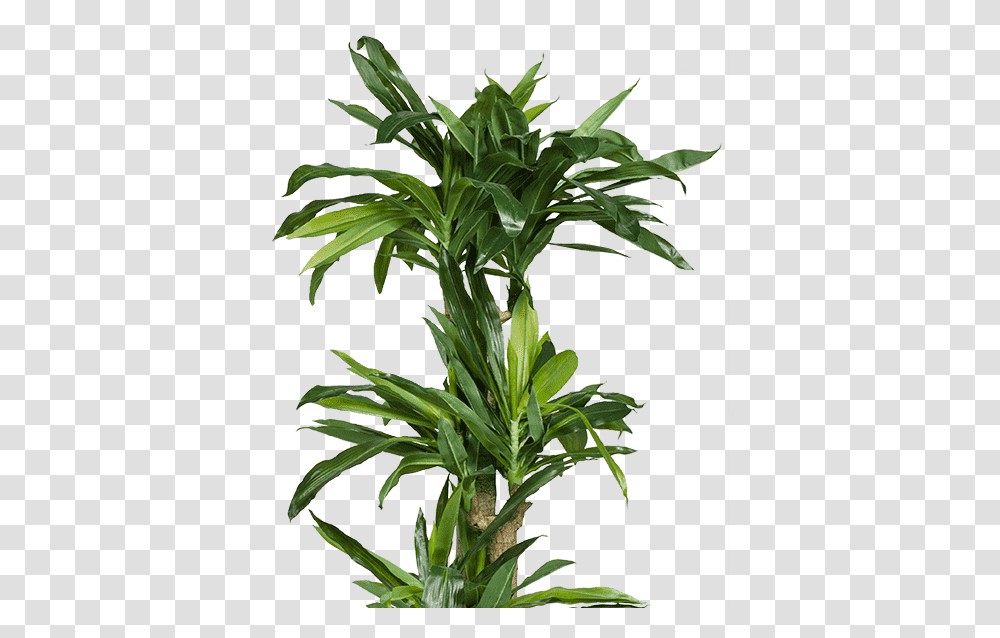 Plant Houseplant, Leaf, Tree, Palm Tree, Arecaceae Transparent Png