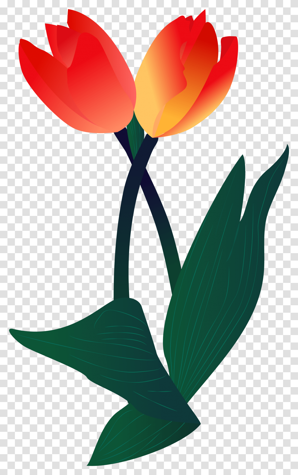 Plant Illustration Flower And Vector Image Sprenger's Hd Tulip Flower, Blossom Transparent Png